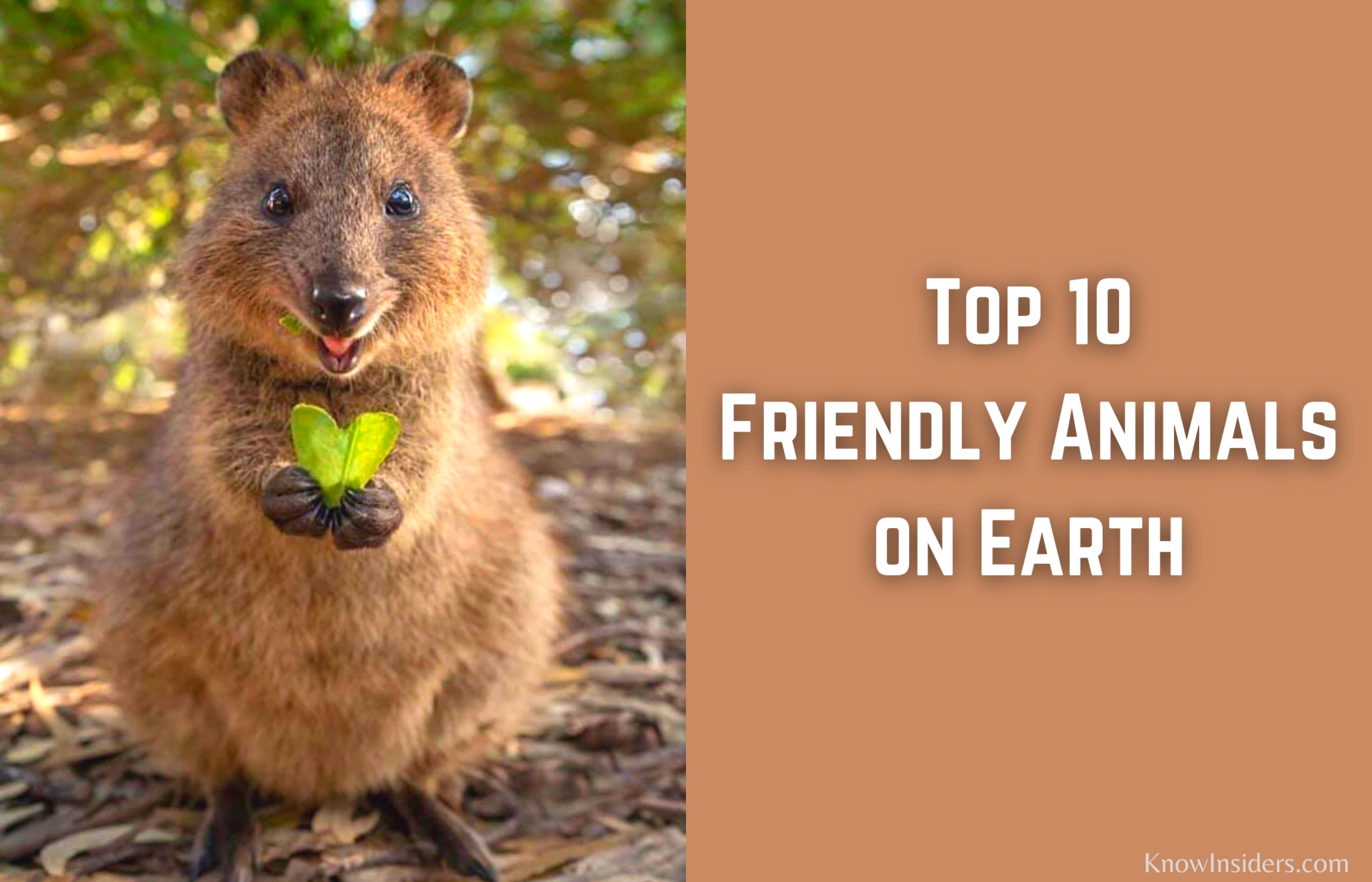 Top 10 Friendliest Animals in the World | KnowInsiders