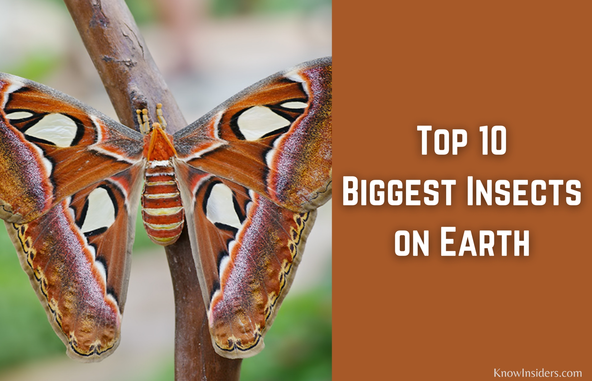 Top 10 Biggest Insects in the World