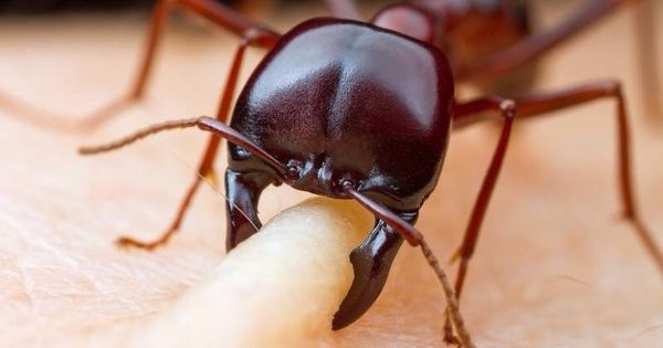 Top 10 Most Dangerous Insects in the World
