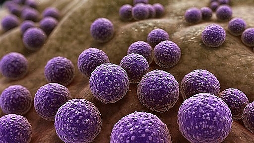 Staphylococcus Aureus: Causes, Symptoms, and Treatment you should know