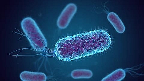 What is E. coli: Symptoms, Sauses and Treatment