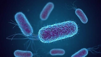 What is E. coli: Symptoms, Sauses and Treatment
