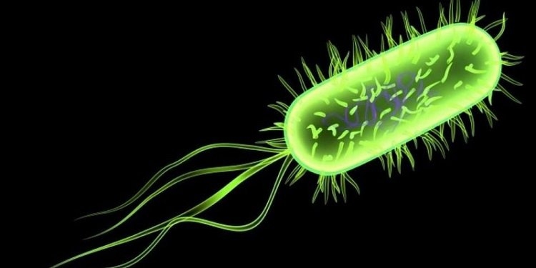 E. coli   Symptoms, causes and treatment you should know