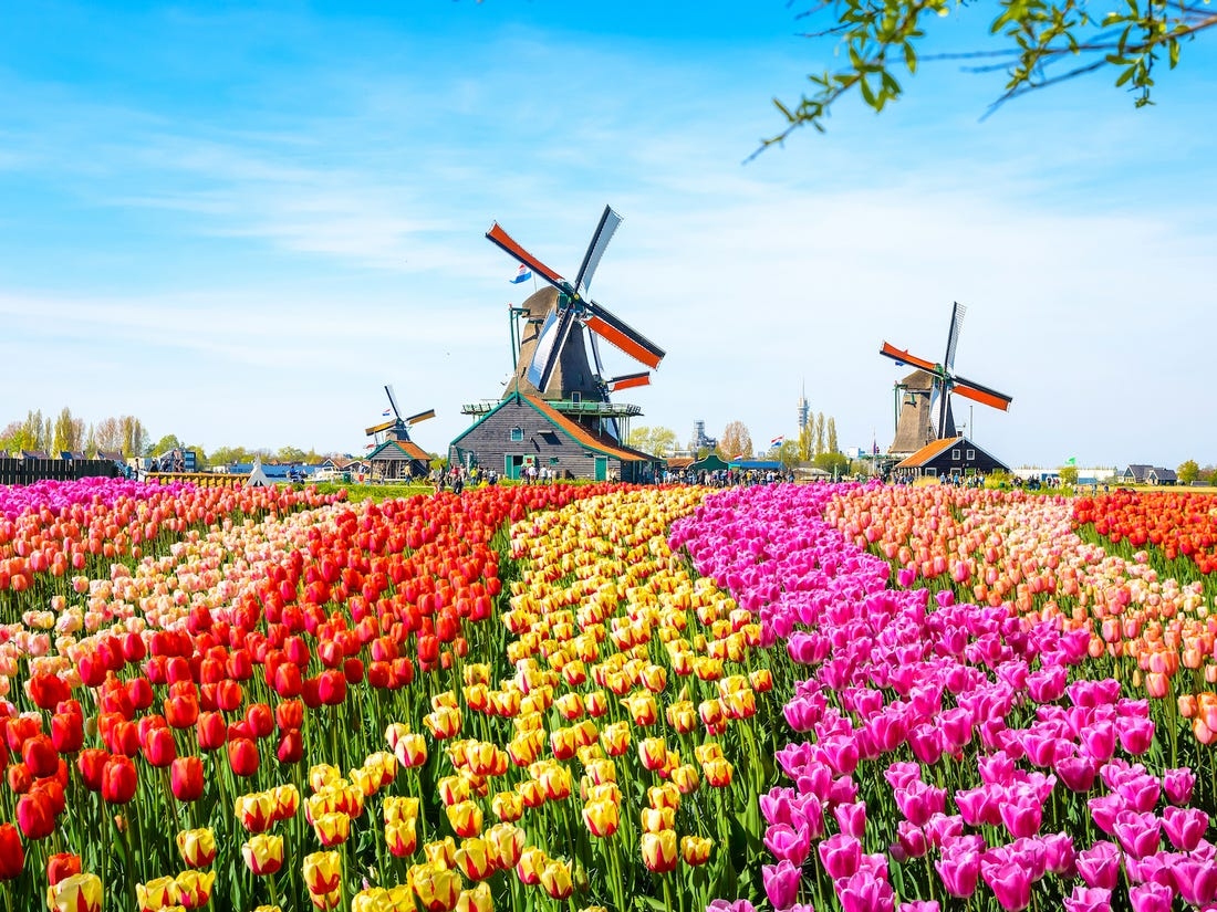 1304 facts about tulips