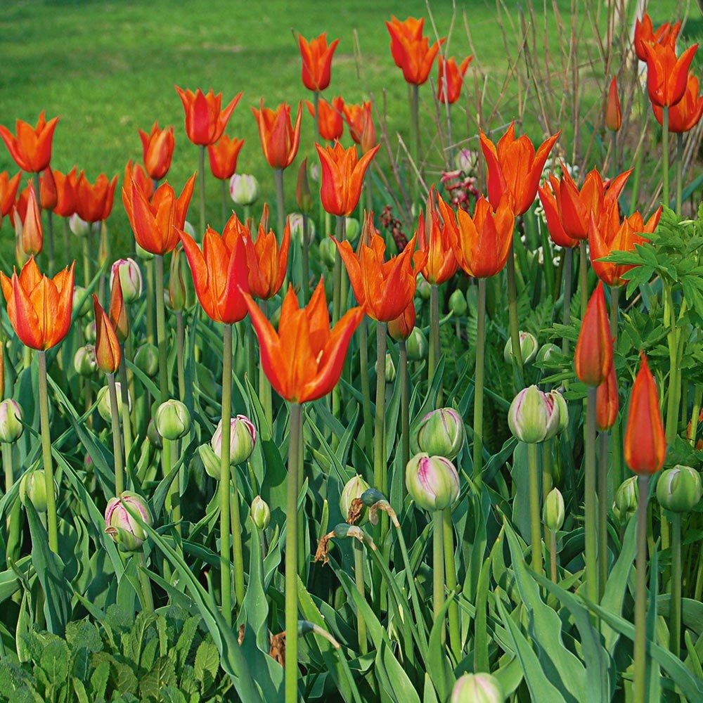 1745 facts about tulips2