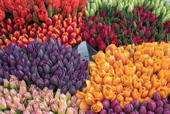 13 Amazing Facts about Tulips