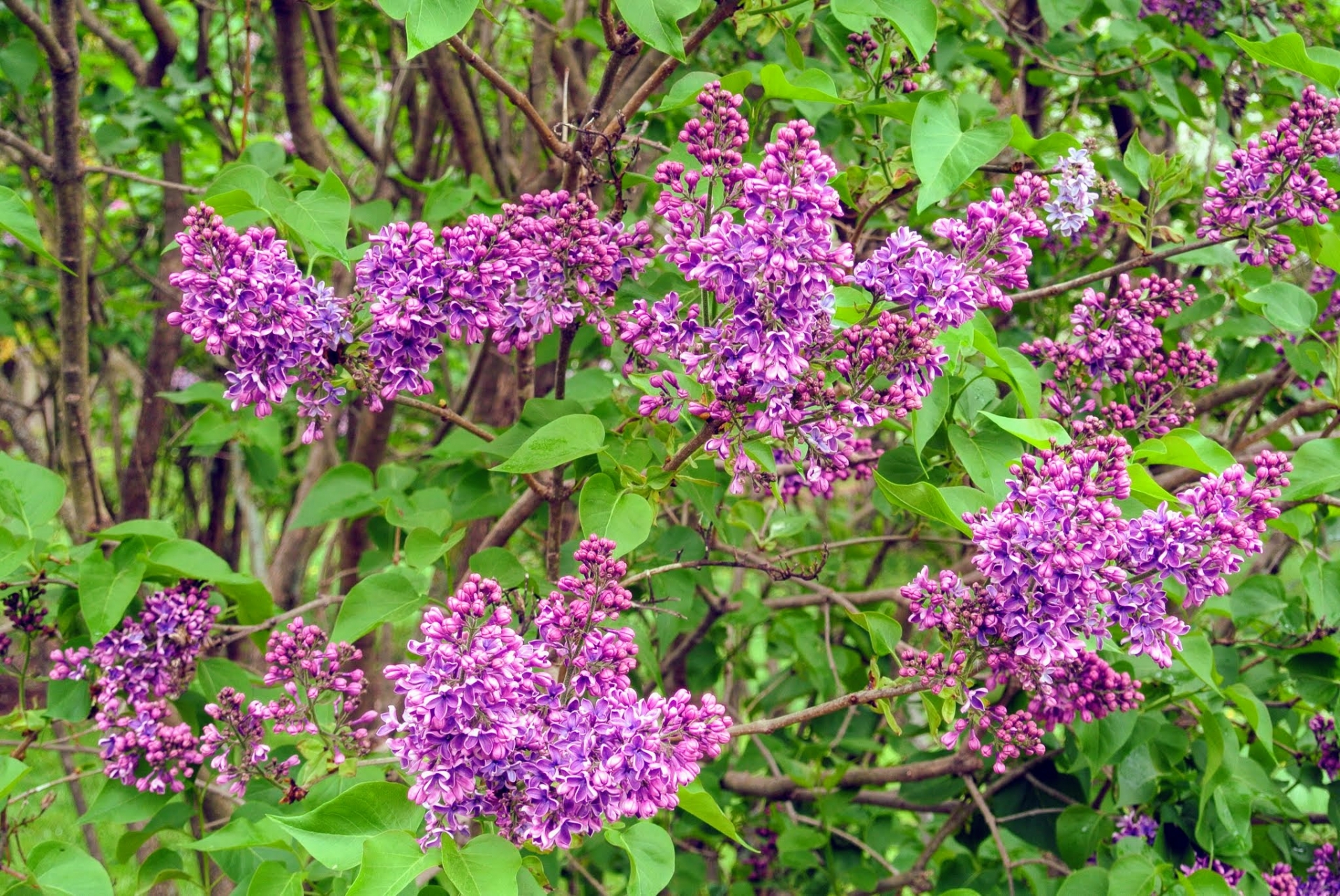 2808 facts about lilac