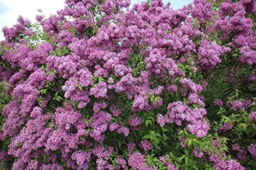 3948 facts about lilac6jpg