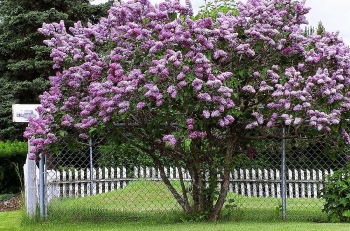 17 Amazing Facts about Lilac that Lilac Lovers must know