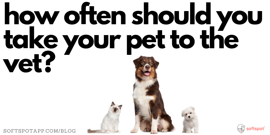 3736 how often should you take your pet to the vet