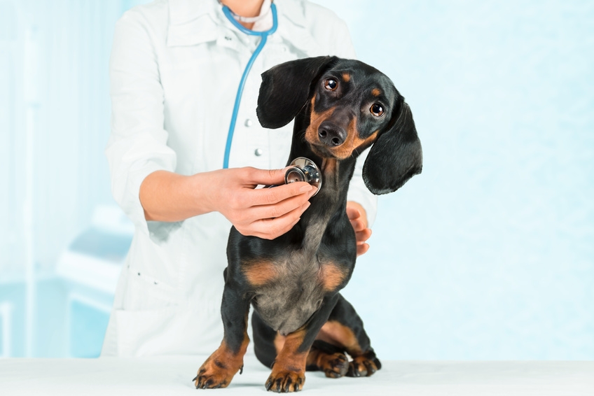 3923 how often should you take your pet to the vet1