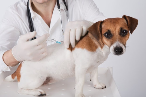 How Often Should You Take Your Dogs To The Vet?
