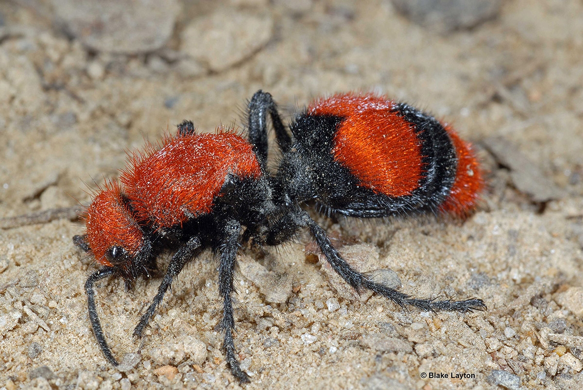 5119 velvet ant strangest animal