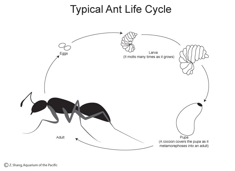5733 velvet ant strangest animal2