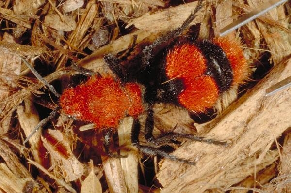 1112 velvet ant strangest animal4