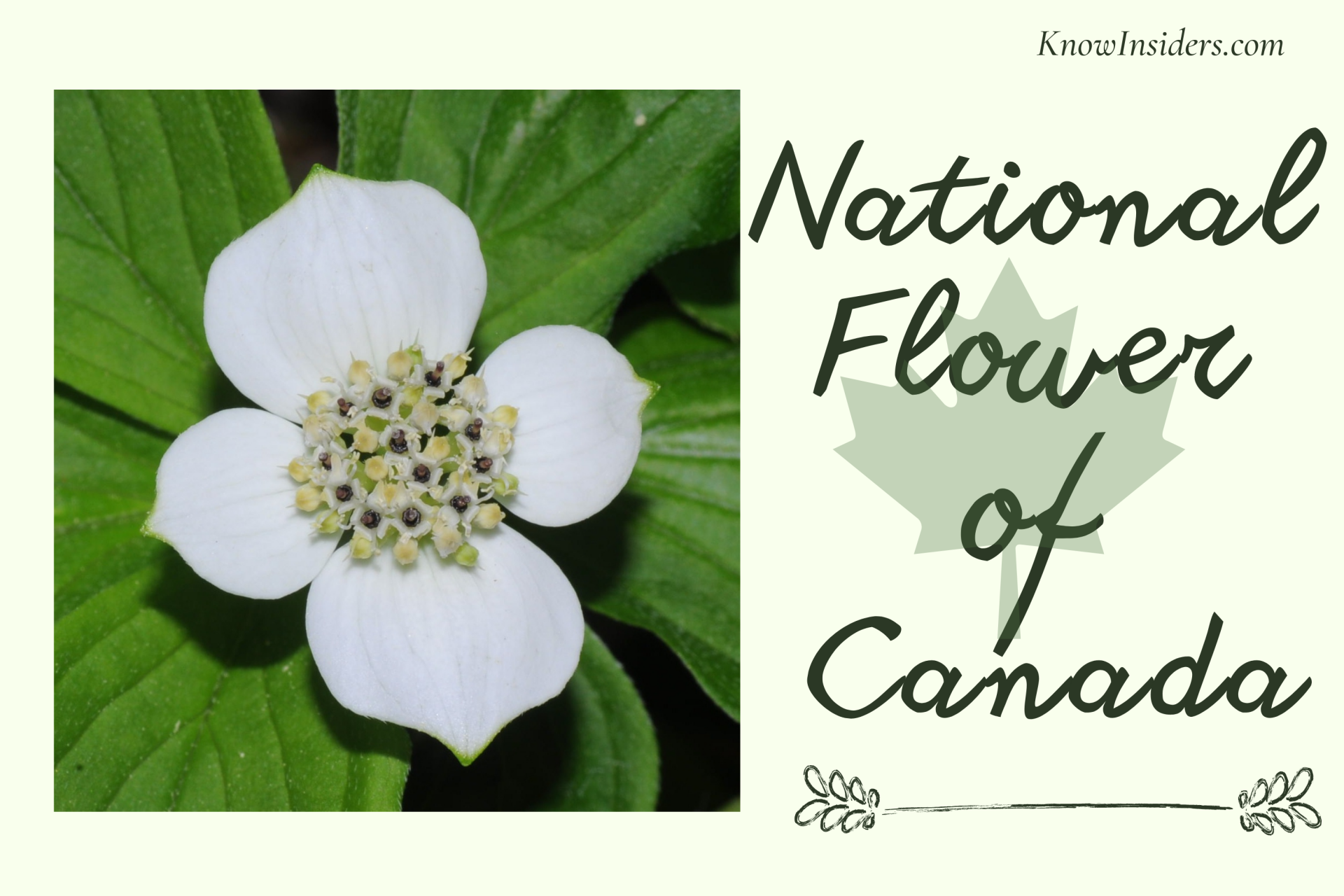What Is The National Flower of Canada?