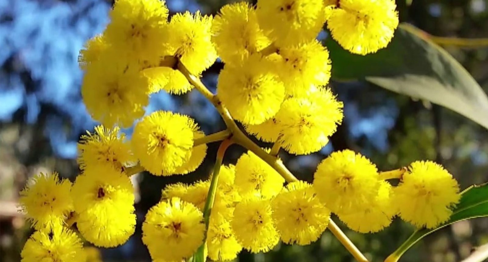 What Is The National Flower Of Australia KnowInsiders