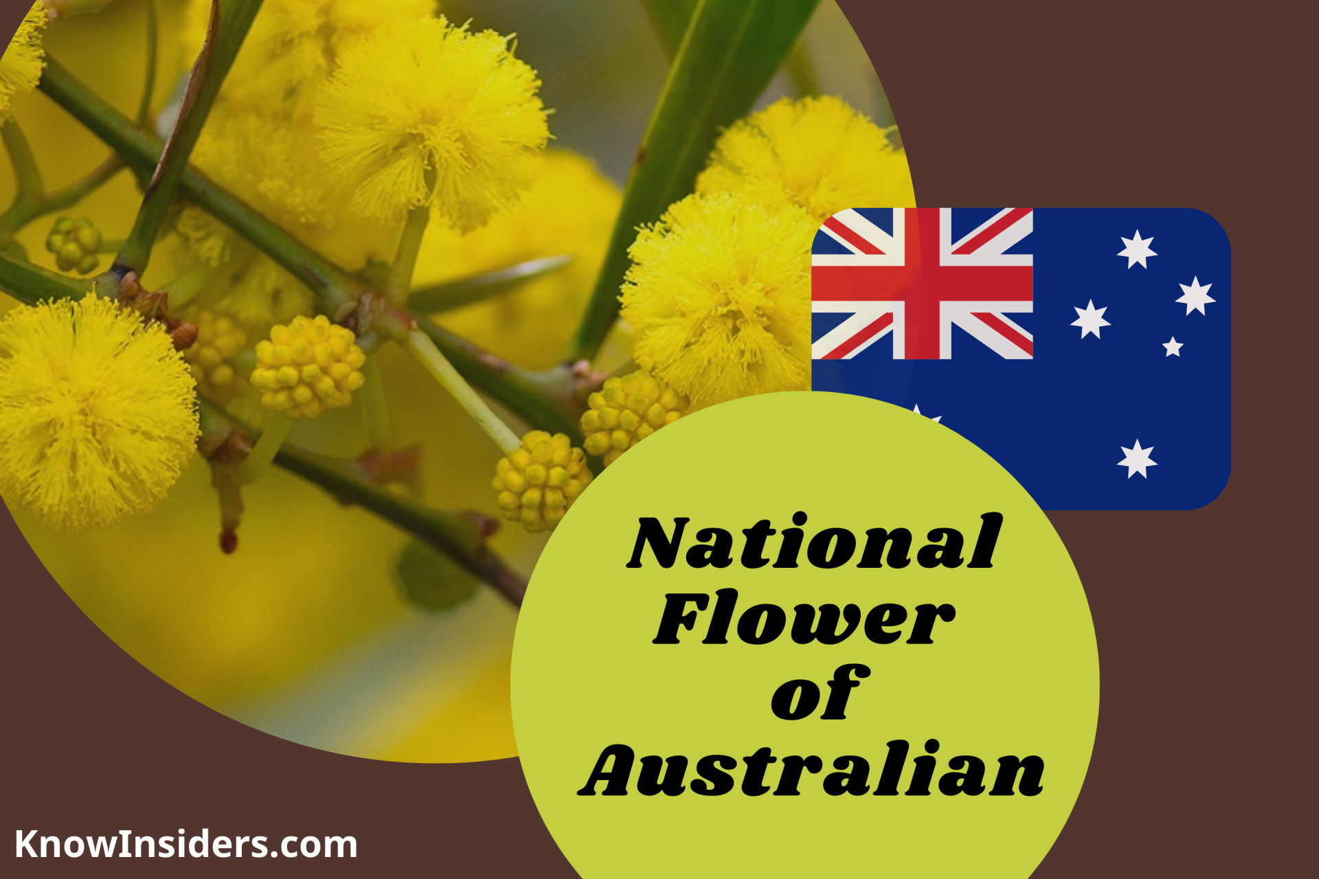 what is the national flower of australia
