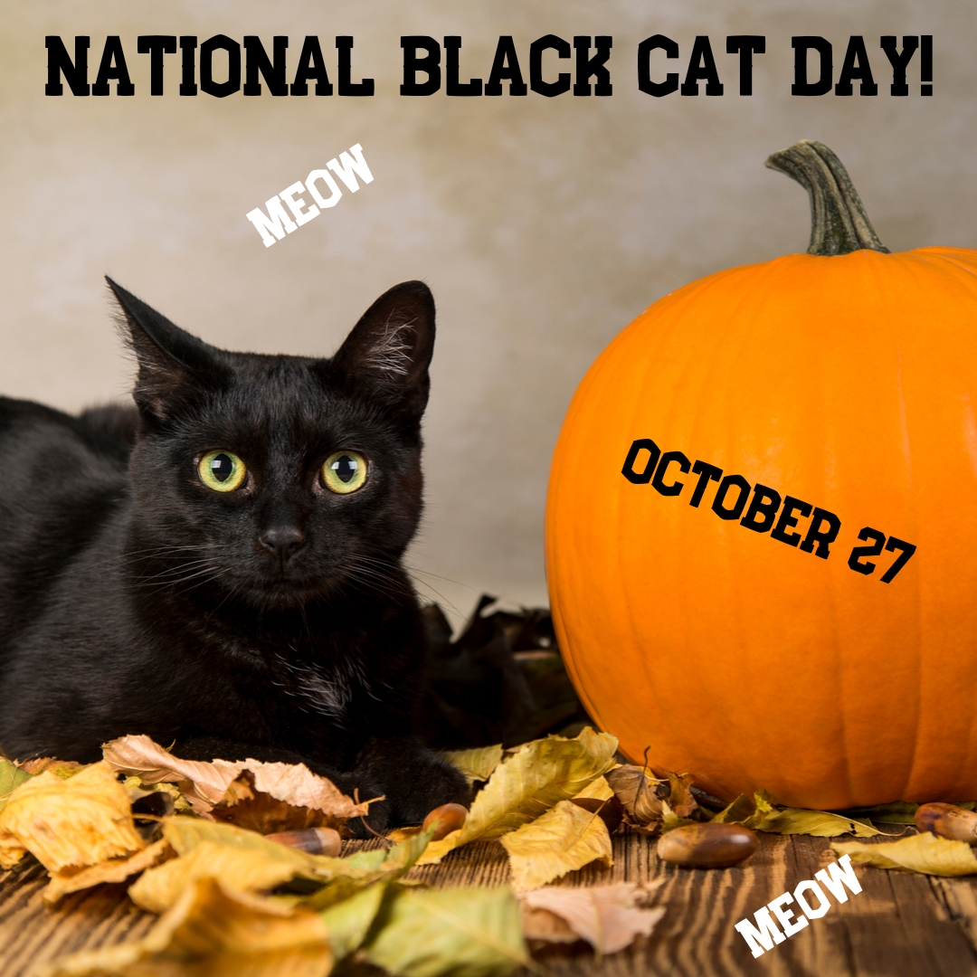 National Black Cat Day falls on October 27th. Photo: myorthodontists.info