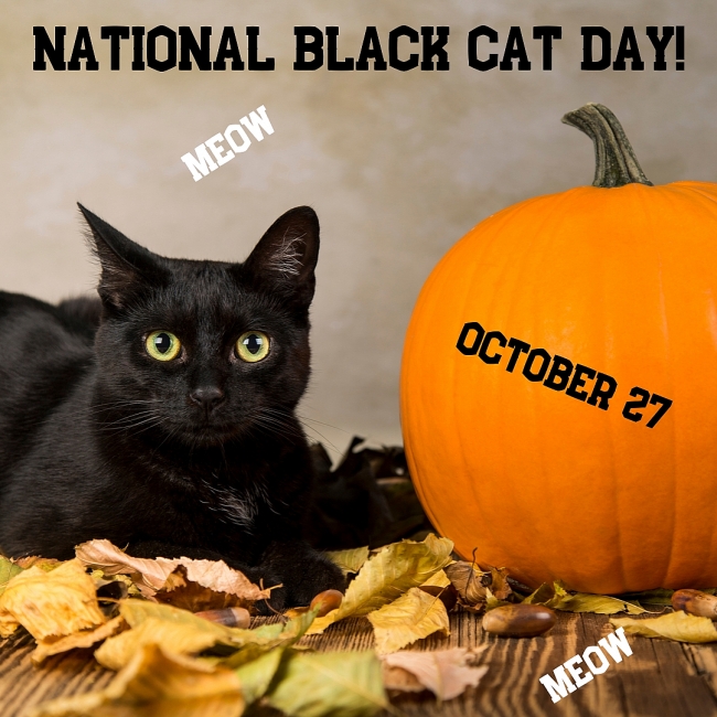 FACTS about National Black Cat Day: History and Celebrations