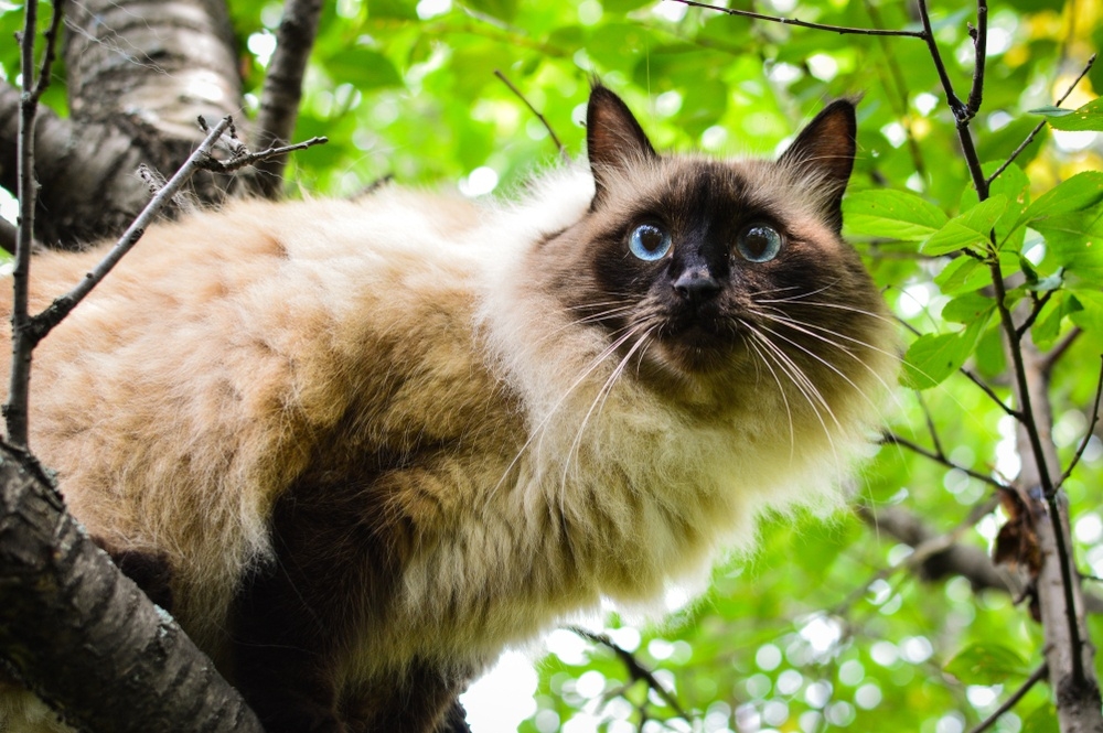 Top 6 Most Intelligent Cat Breeds in The World | KnowInsiders