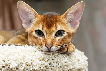 Top 6 Most Intelligent Cat Breeds in The World