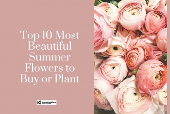 Top 10 Most Beautiful Summer Flowers to Show Your Feelings & Emotions