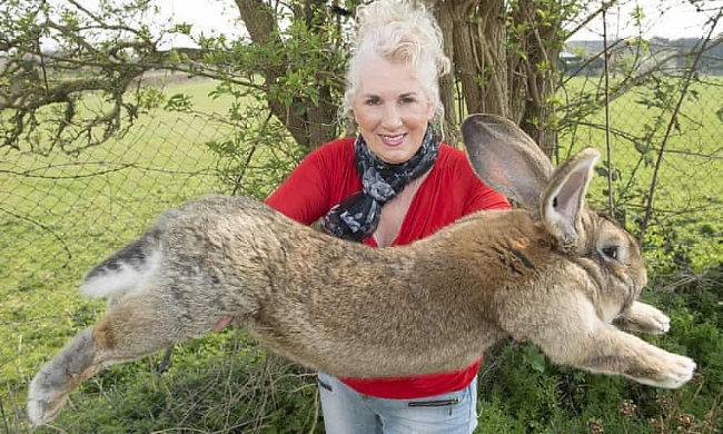 'World's Biggest Rabbit' Stolen