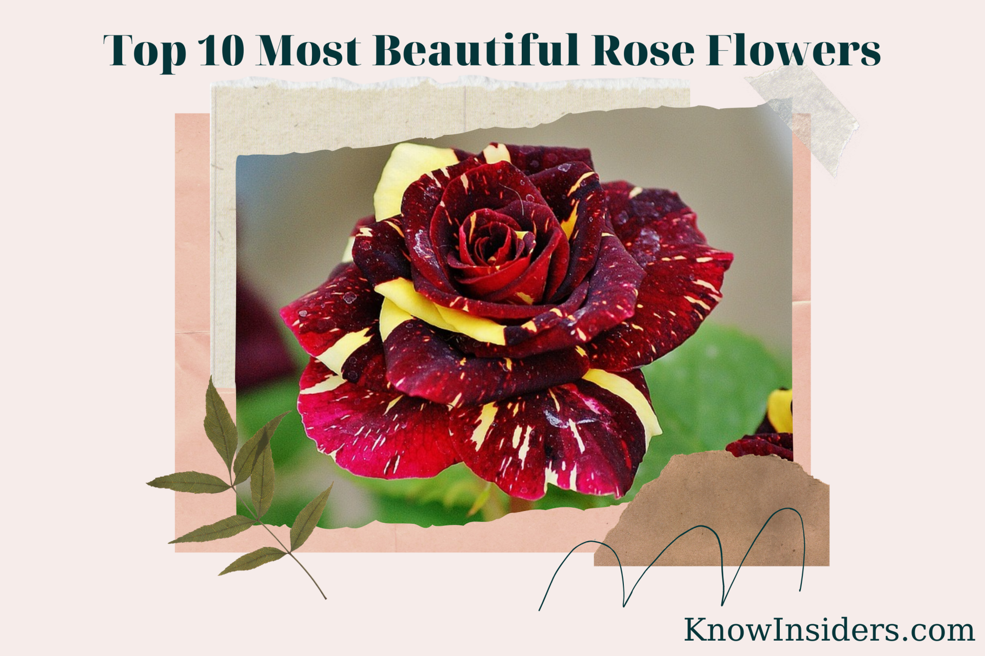 Top 10 Most Beautiful Rose Flowers