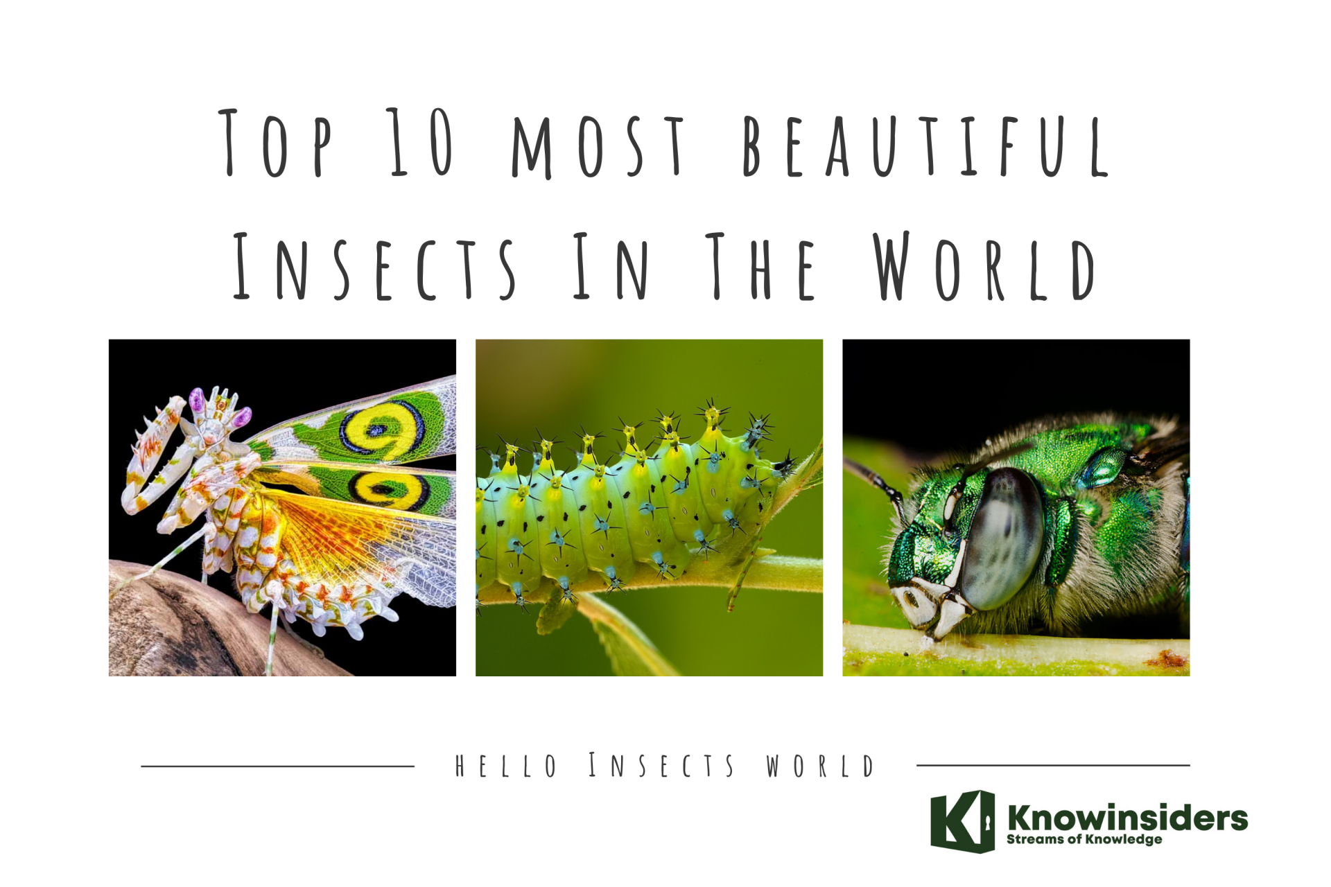 Top 10 Most Beautiful Insects In The World