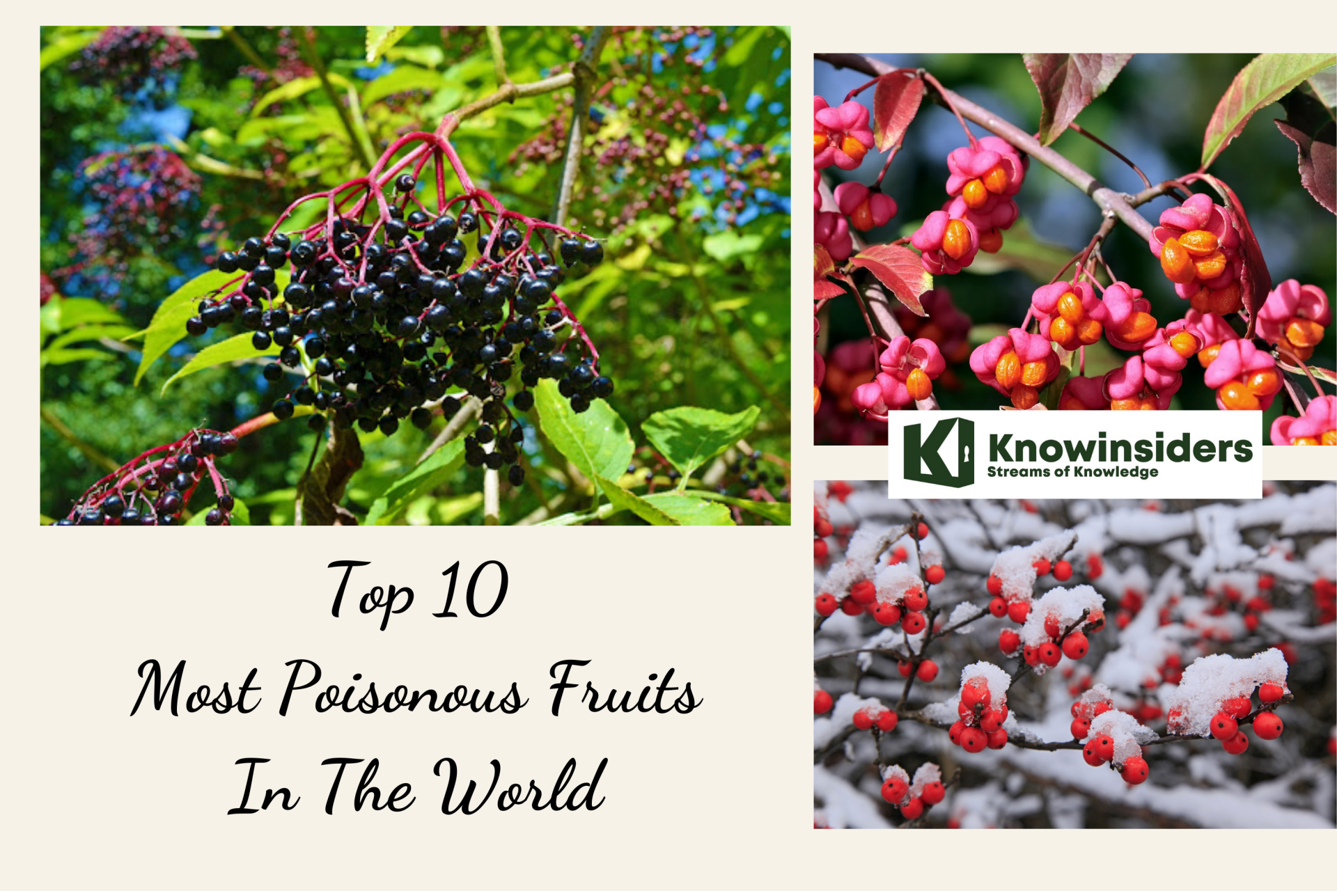 Top 10 Most Poisonous Fruits In The World