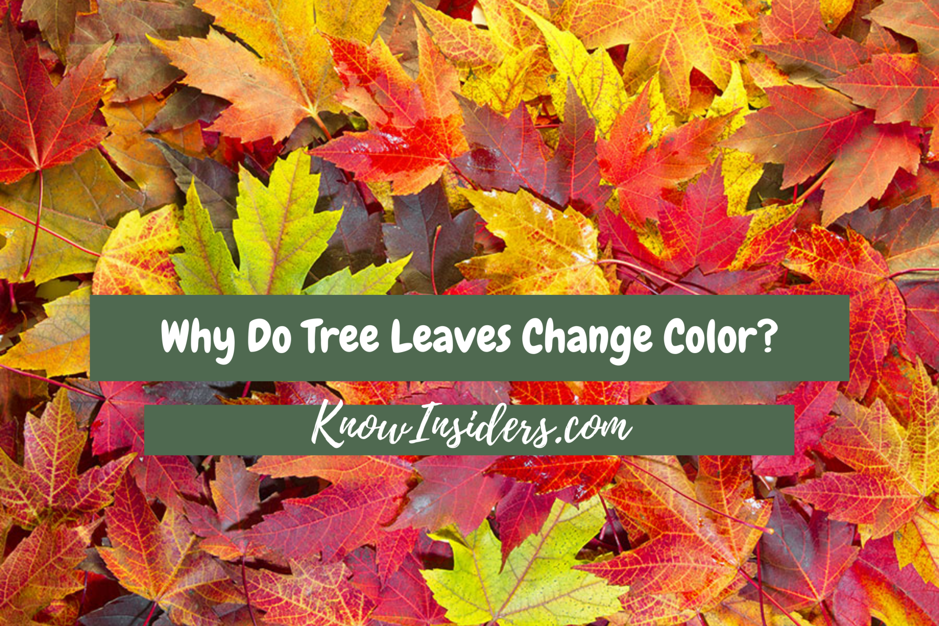 Why Do Tree Leaves Change Color?