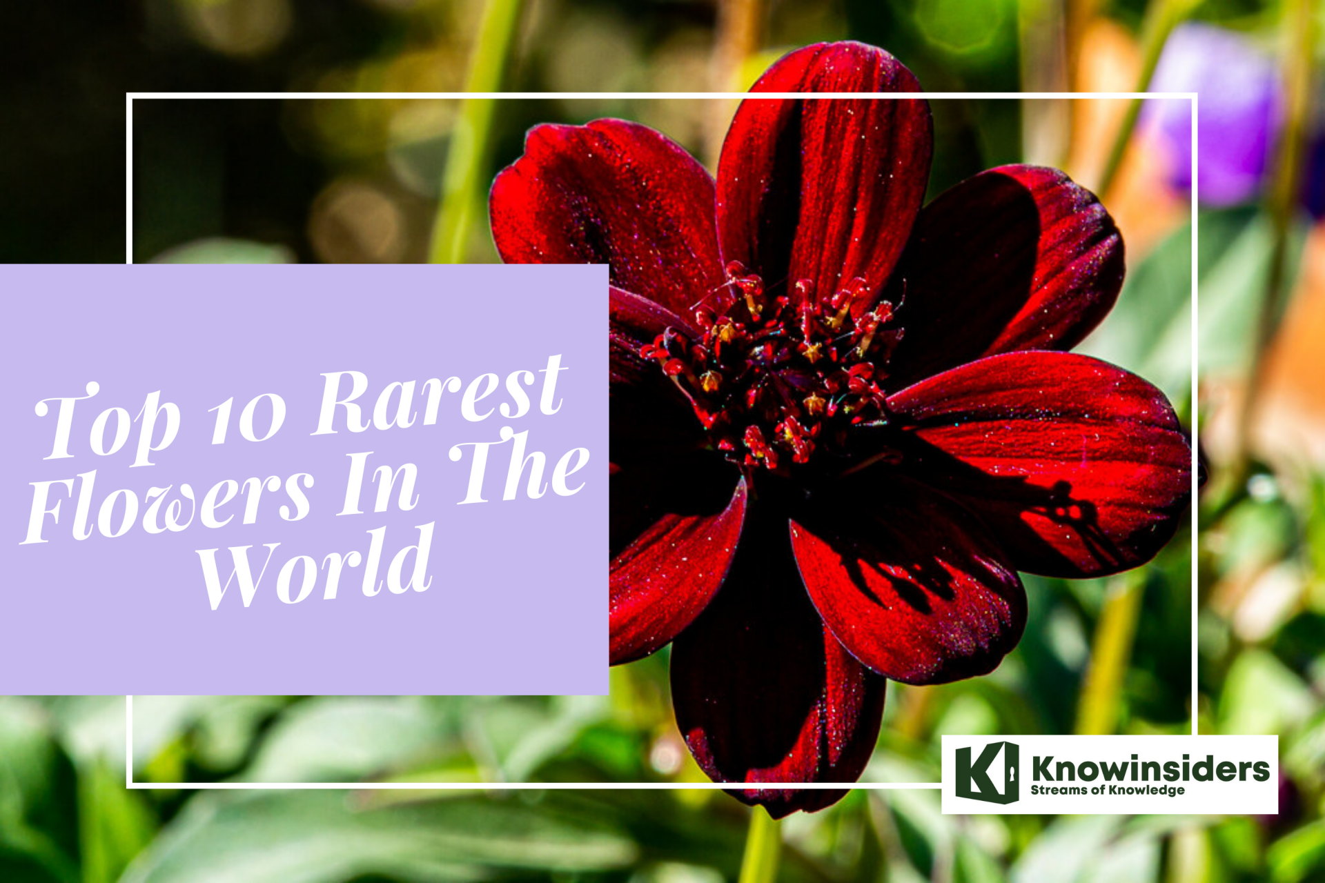 Top 10 Rarest Flowers Are Almost Extinct in the Wild