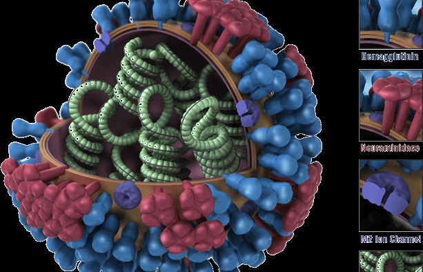 Influenza A: Symptoms and best treatment