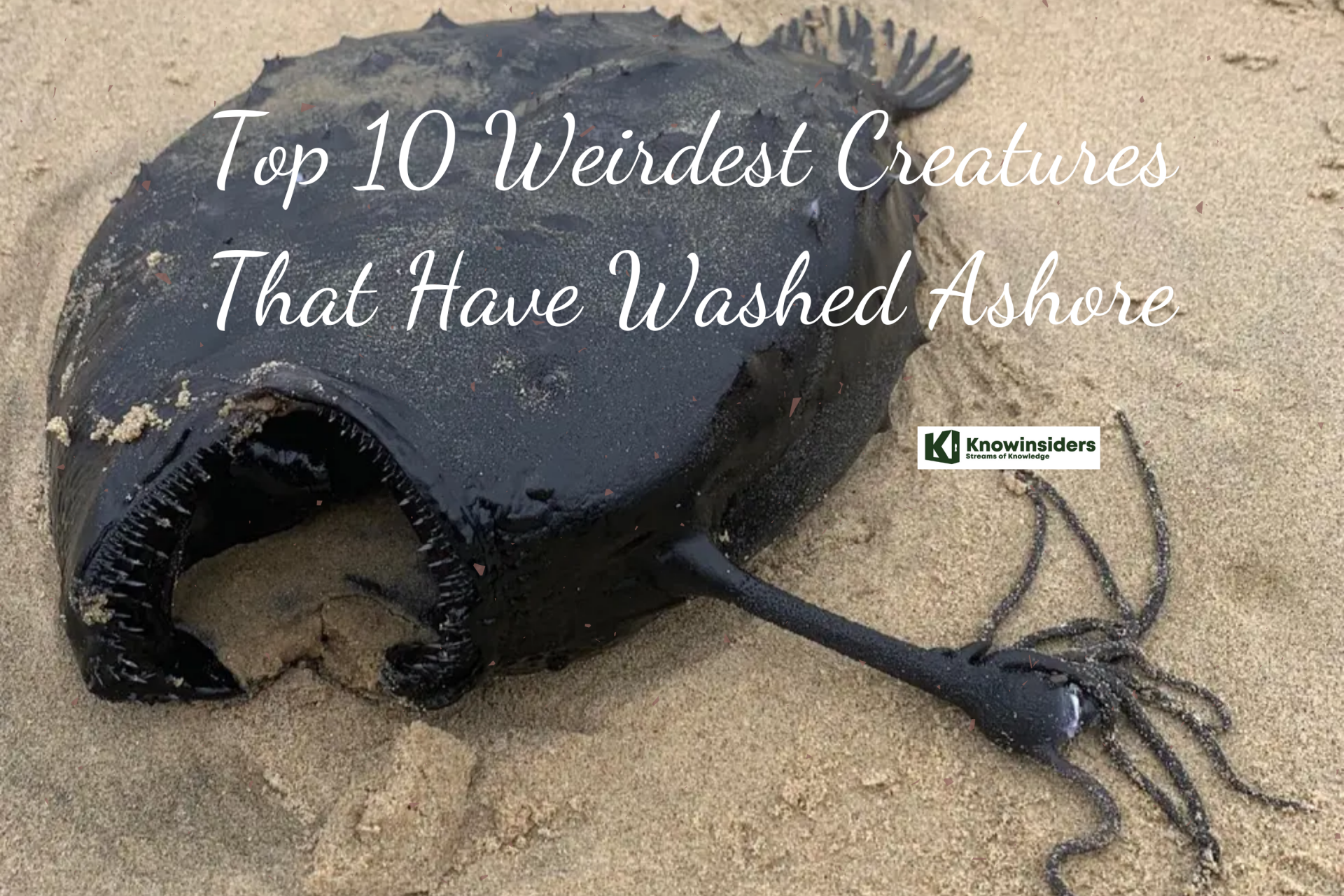 Top 10 Weirdest Creatures That Have Washed Ashore | KnowInsiders