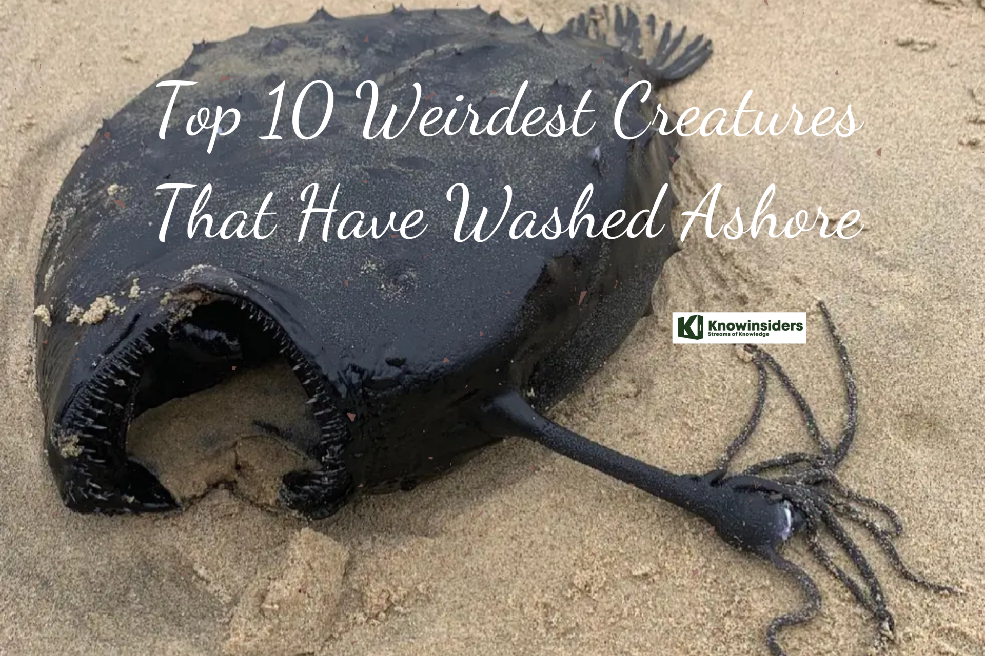 Top 10 Weirdest Creatures That Have Washed Ashore