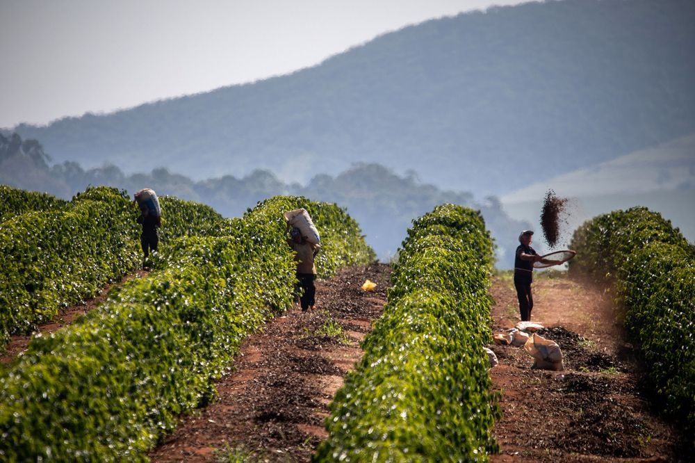 Top 10 Largest Coffee Producing Countries In The World | KnowInsiders