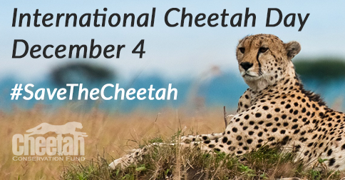 when is international cheetah day history and celebration