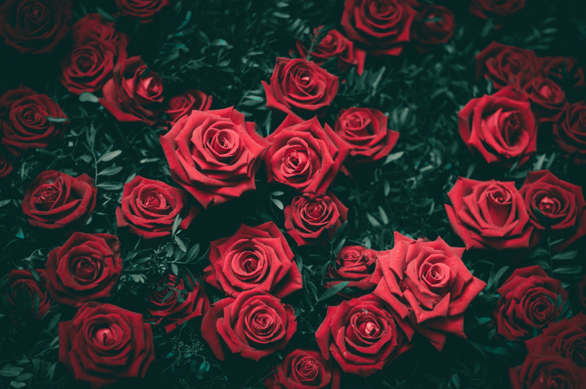 12 Amazing Facts about Roses You may not Know