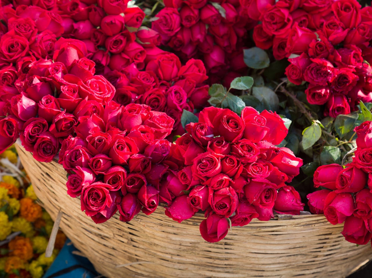 7 Interesting and Unique Facts about Roses That You Didn"t Know