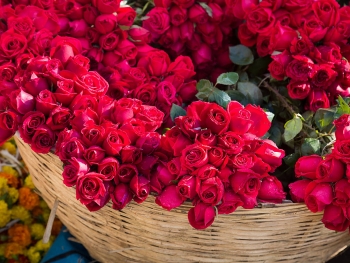 top 9 interesting and unique facts about roses that may ignore