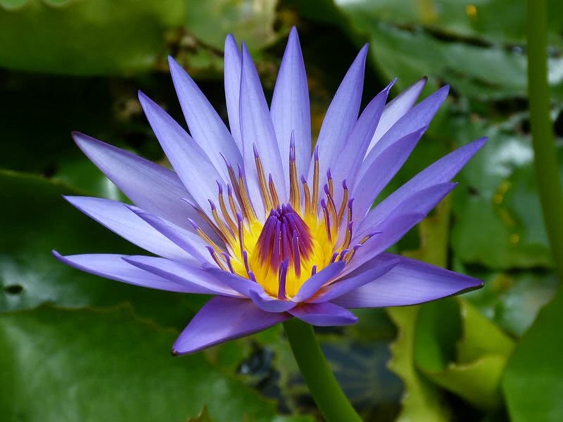 3552 water lilly