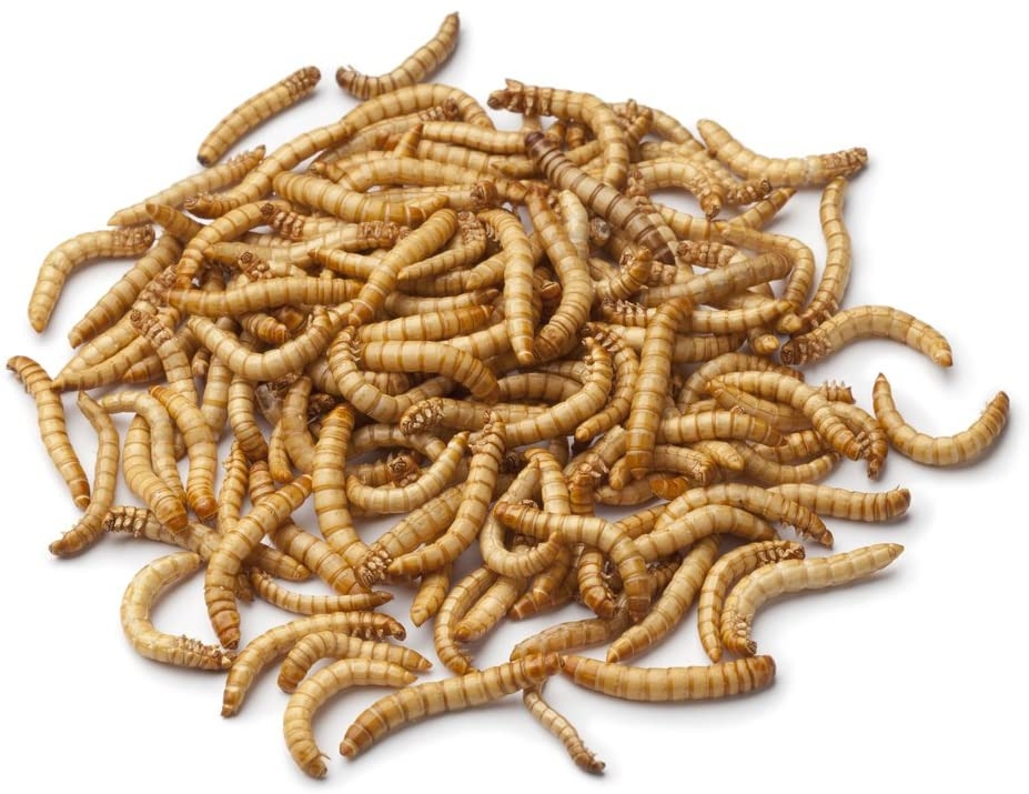 5216 mealworms amazon
