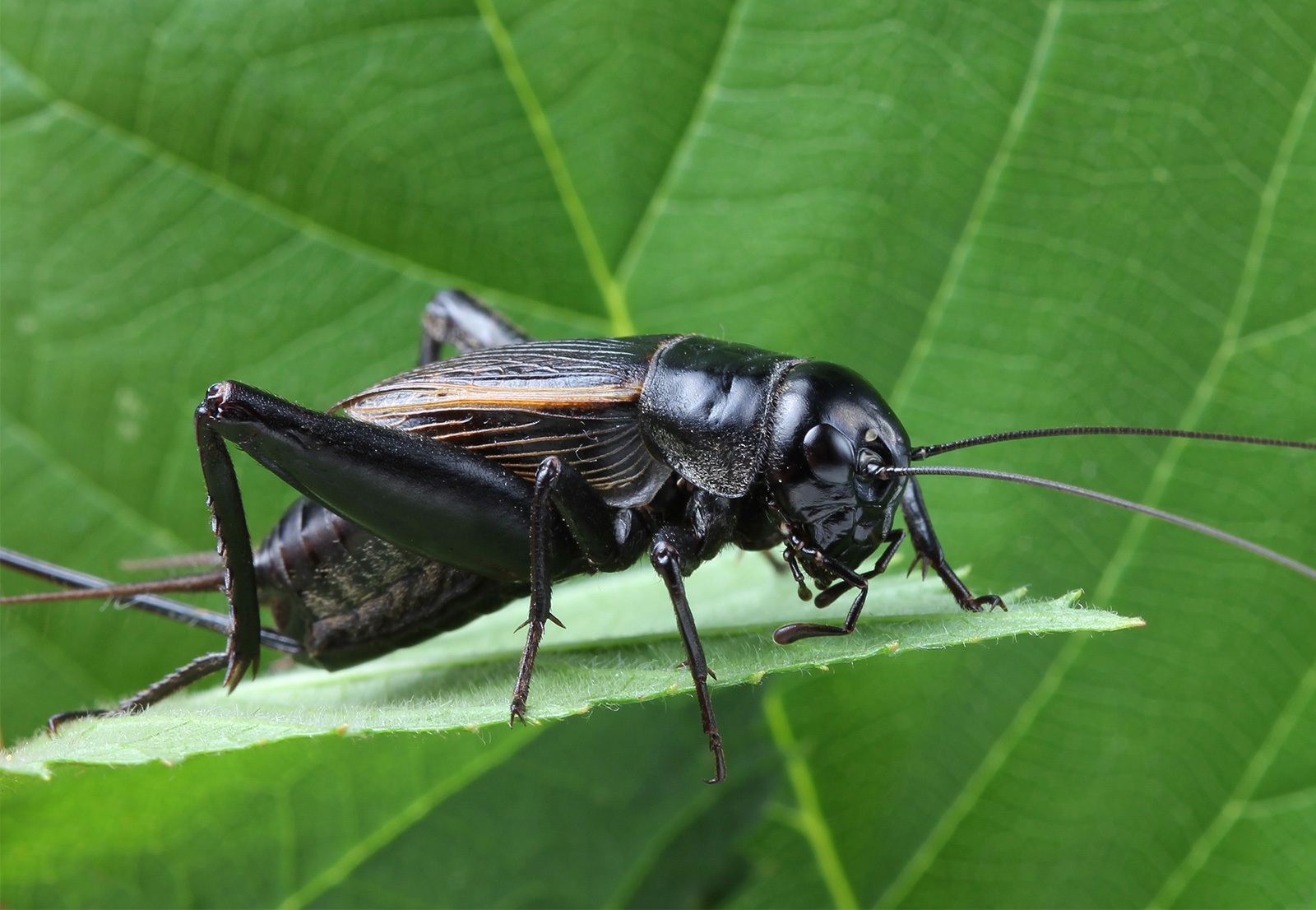 Top 7 Edible Insects that you may Startle