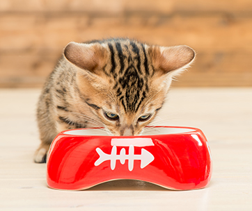 Best Kitten Foods Tips for Your Pet Cat