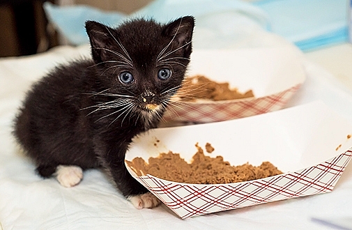 Best Kitten Foods Tips for Your Pet Cat