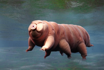 Top 15 Weirdest Animals in the World You Probably Didn