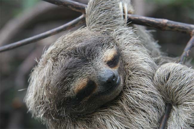 5958 sloth 3