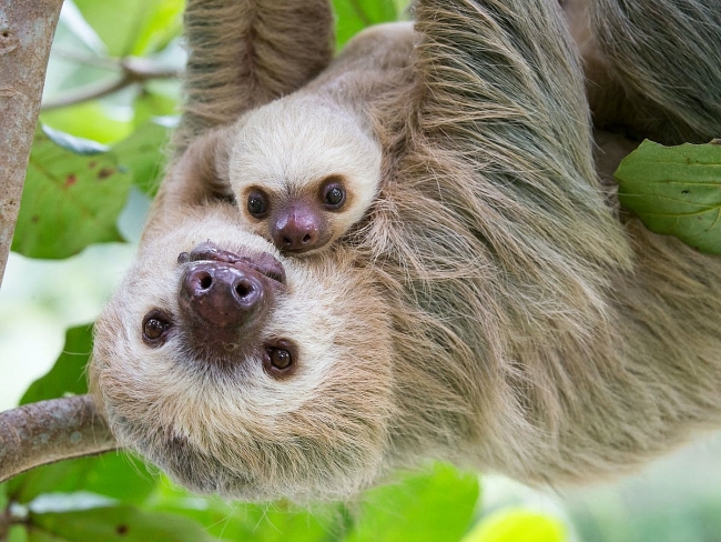 Sloth - The Strangest Animal In The World