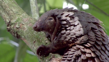 Pangolin - The Strangest Animal In The World